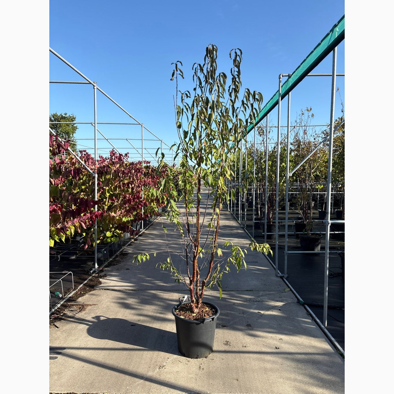 Glanskörsbär – Prunus serrula 'Branklyn' - C35 175-200 CM